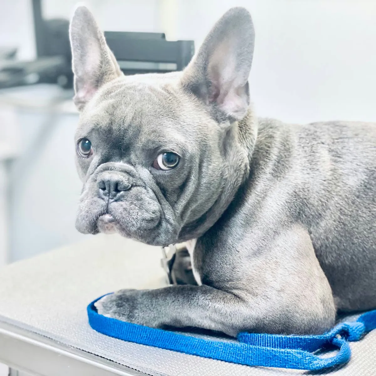 Impatient French Bulldog at the Vet Won't Stop Grumbling Until He's Heard