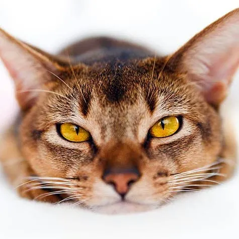 The Science Behind a Cat's Constant Purring