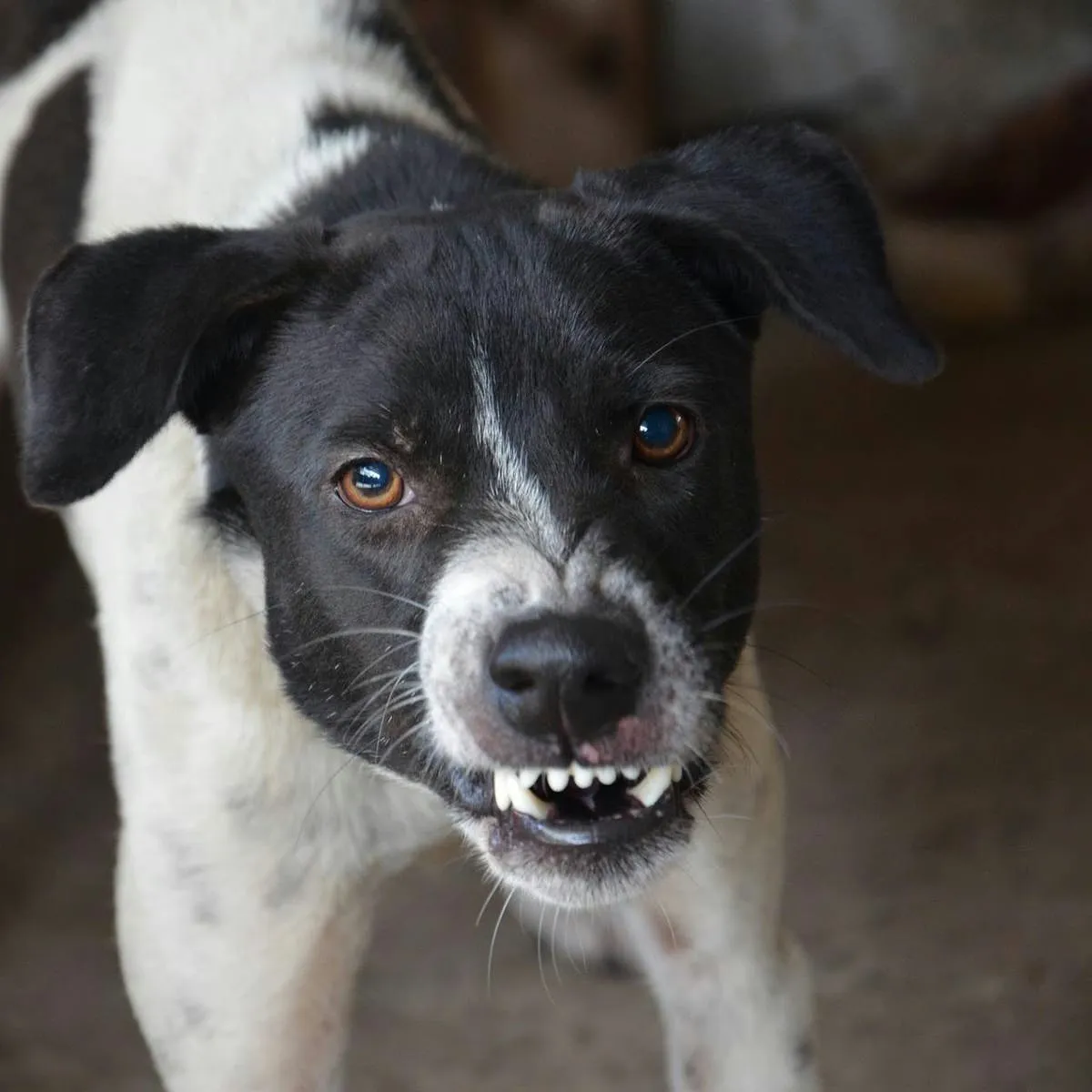 Effective Approaches to Canine Aggression: What the Latest Studies Reveal