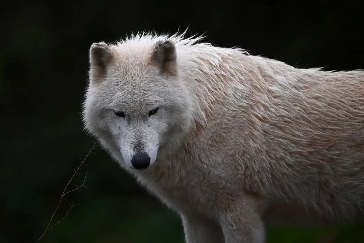 A large, powerful-looking white wolf.