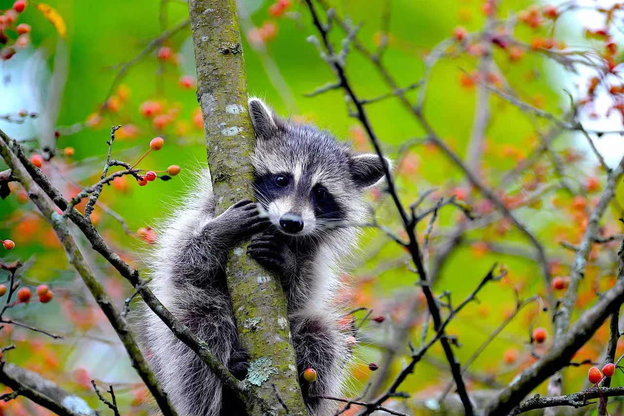 A raccoon climbing in a tree.