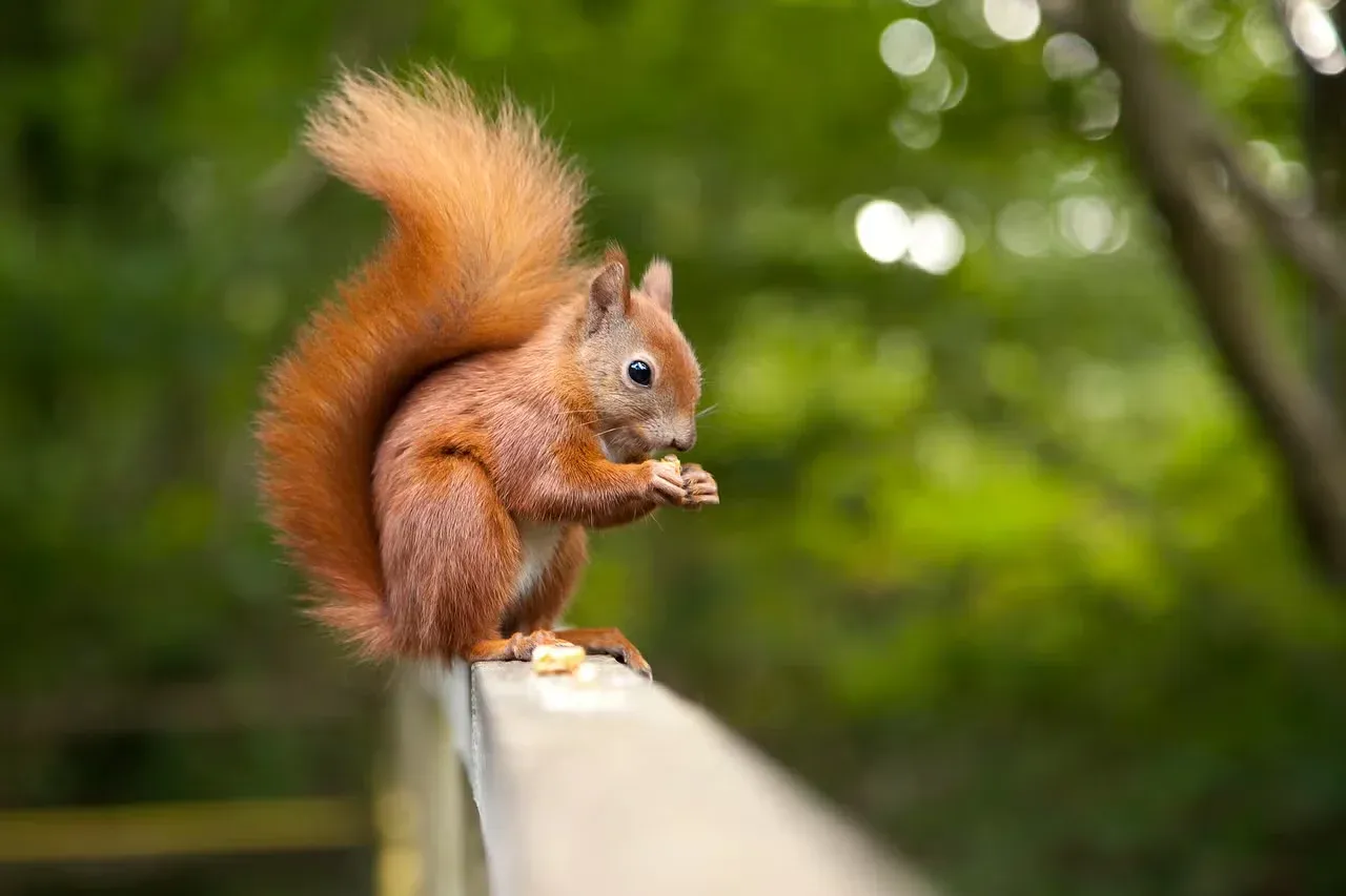 A red squirrel sitting and eating.