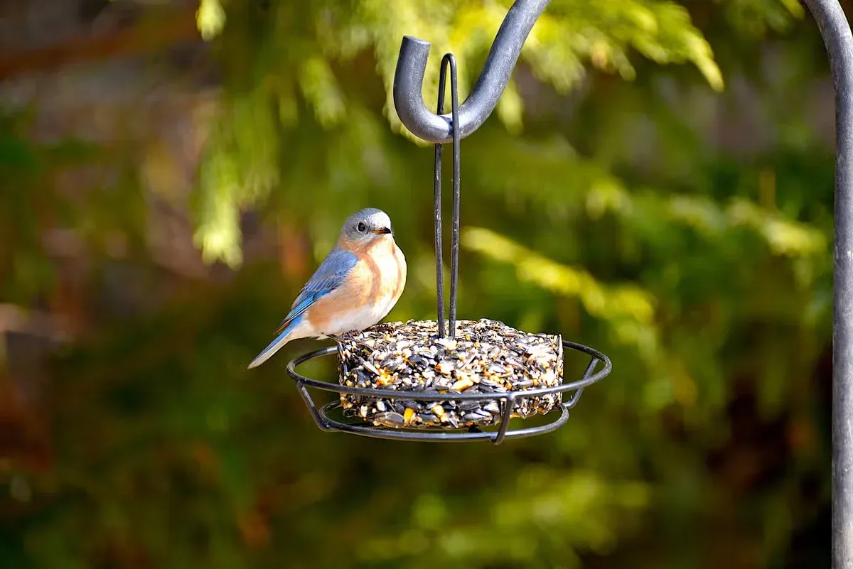 Birds can ignore even well-stocked feeders if they don't feel safe in your yard.
