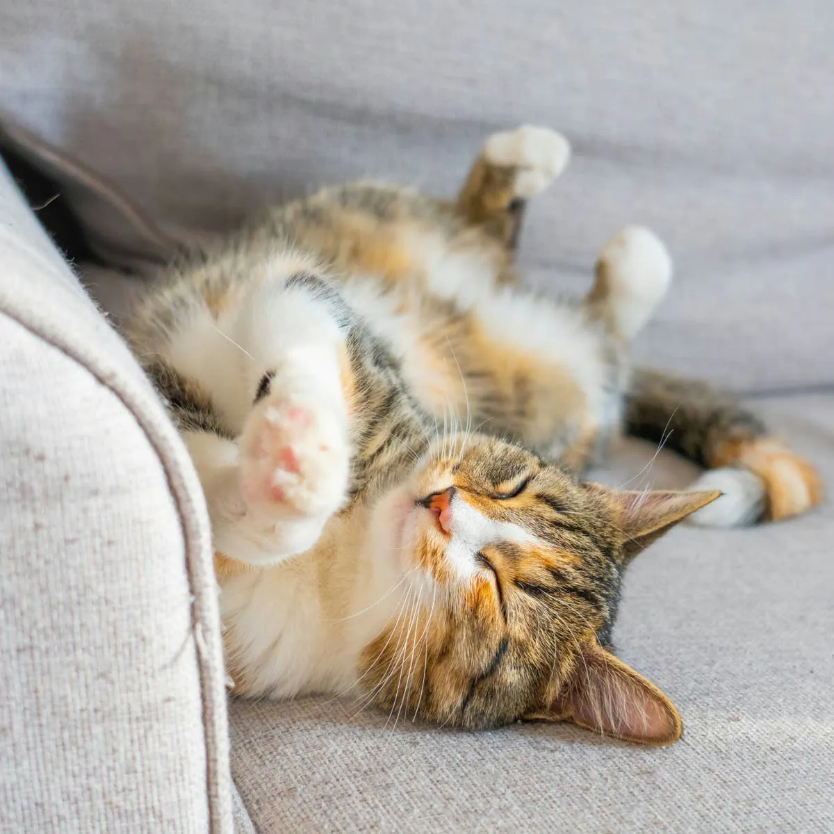 Shoppers Say This $130 Cat Tower Is as Sturdy as It Is Stylish