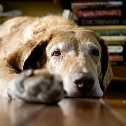 Nighttime Rest for Pups and Older Dogs: Practical Advice