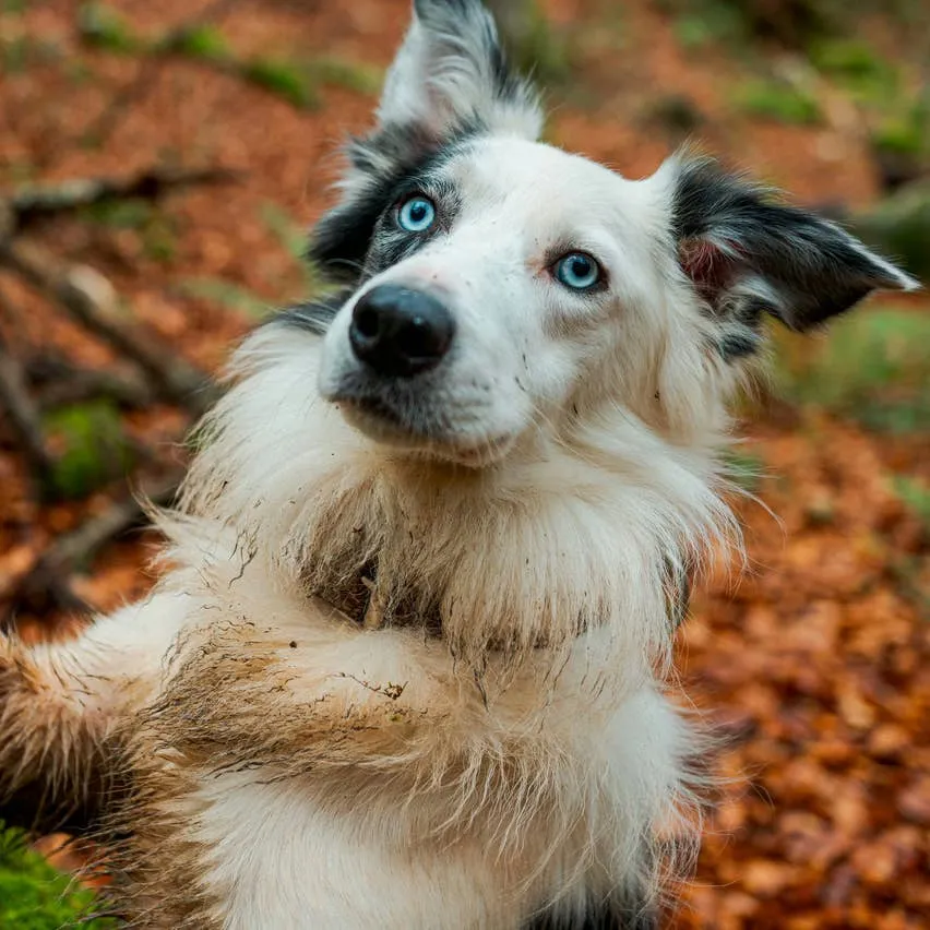 Over 300 Name Ideas for Dogs With Stunning Blue Eyes