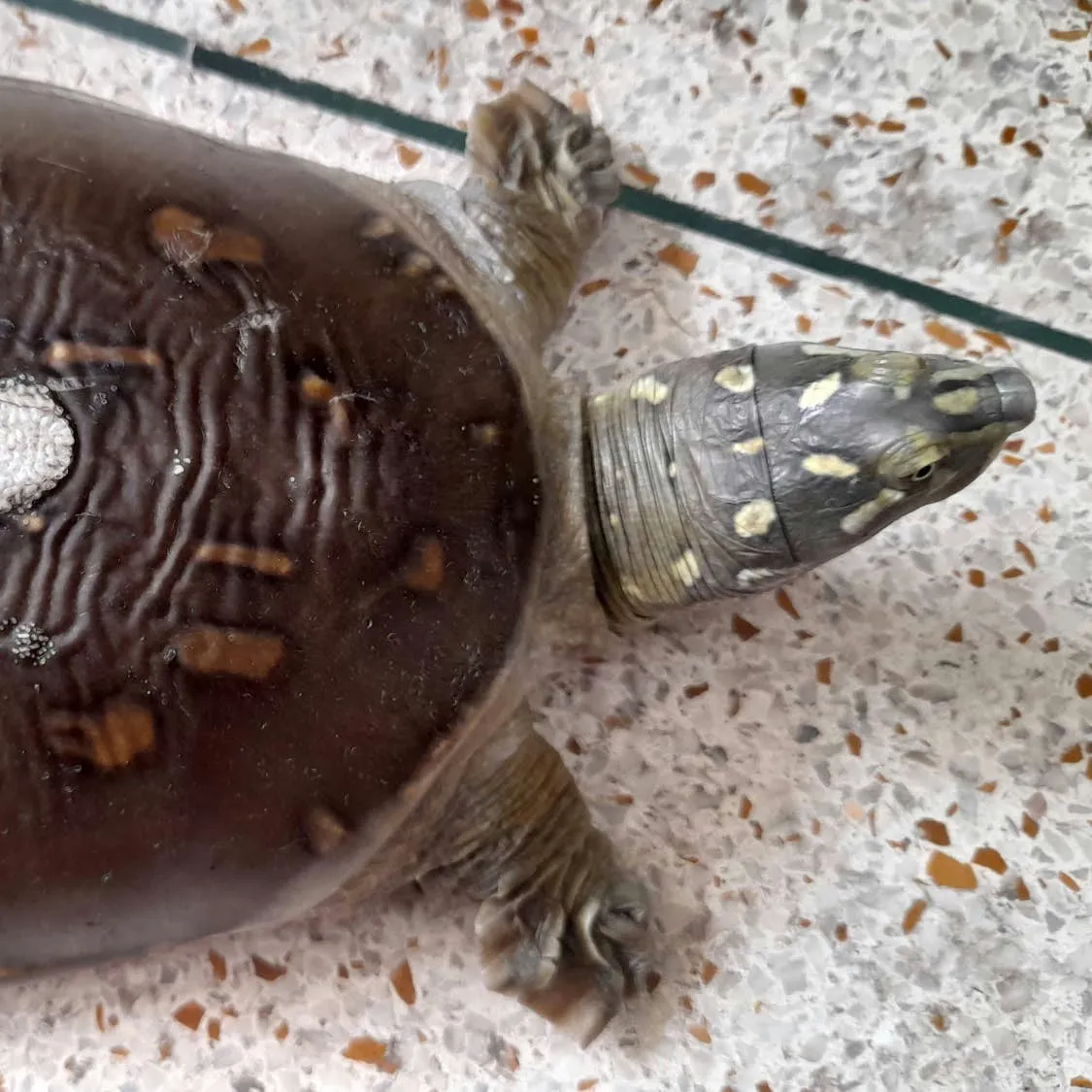 Understanding Shell Wrinkling and Cracks in Soft-Shelled Turtles