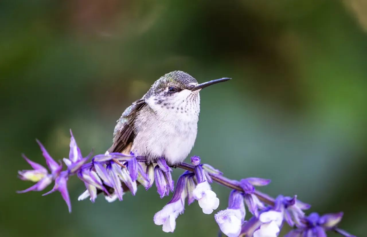 A little hummingbird resting on a purple flower.