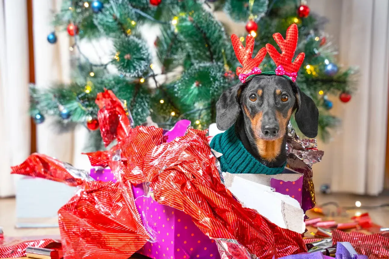 A Dachshund wearing reindeer antlers in a present box.