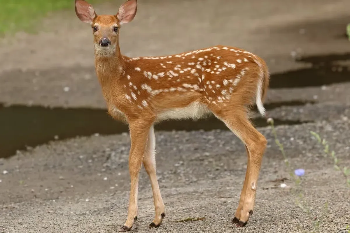 A close-up of a deer fawn.