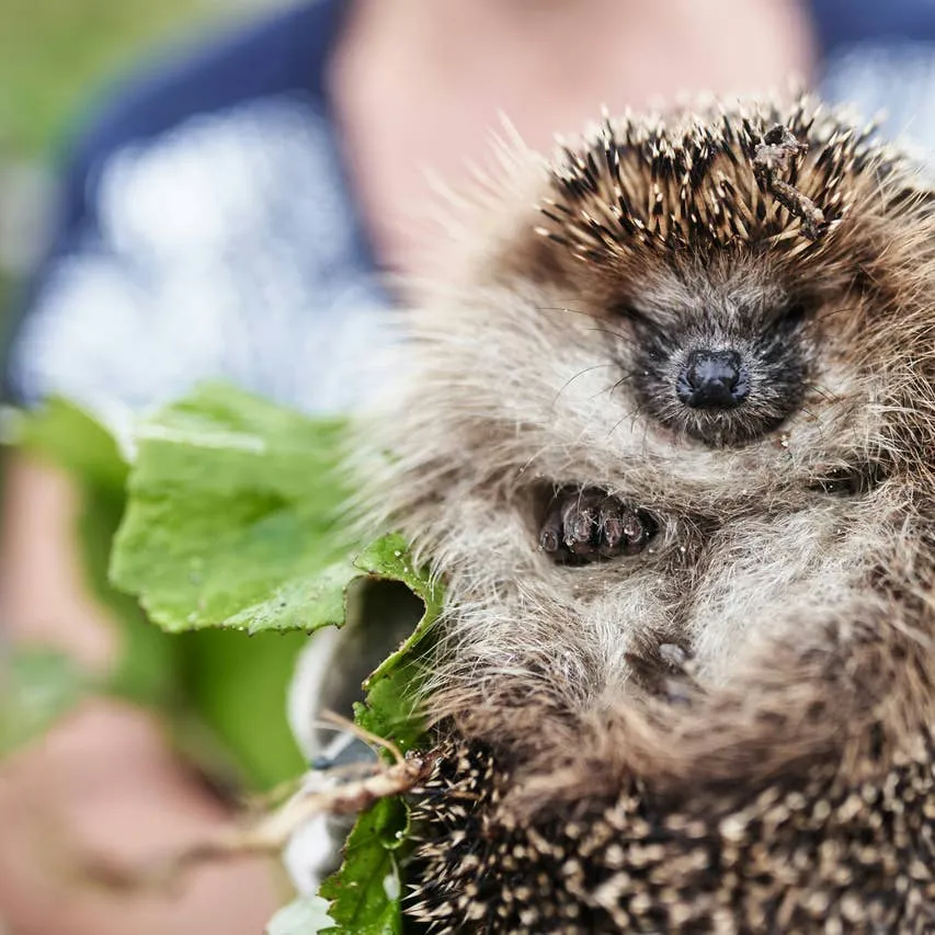 Curated Hedgehog Name Ideas: 150 Options and What They Mean