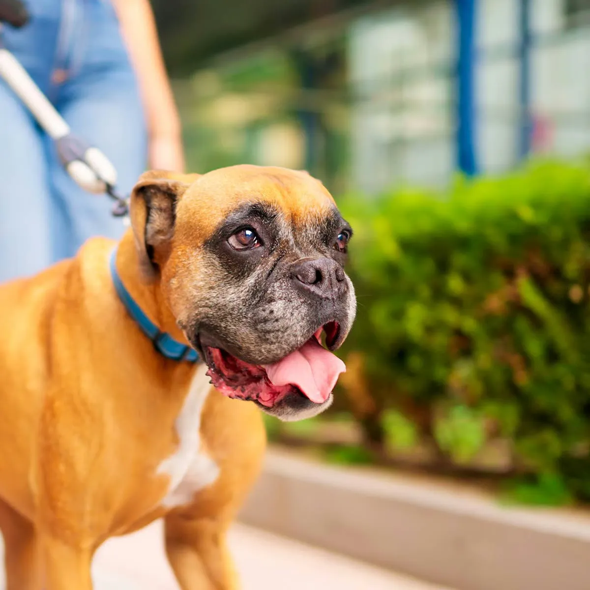 Boxer Dog's Pre-Walk Routine Turns Into a Full-Blown Celebration