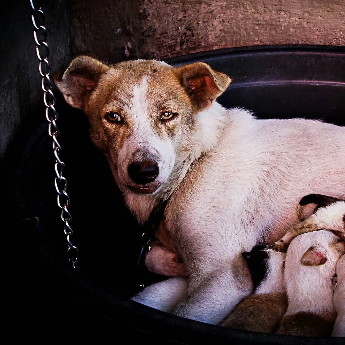 Post-Whelping Hydration Concerns: When a Mother Dog Won't Drink