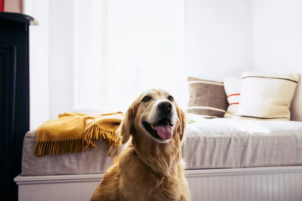 A family favorite breed with more personality than most people realize.