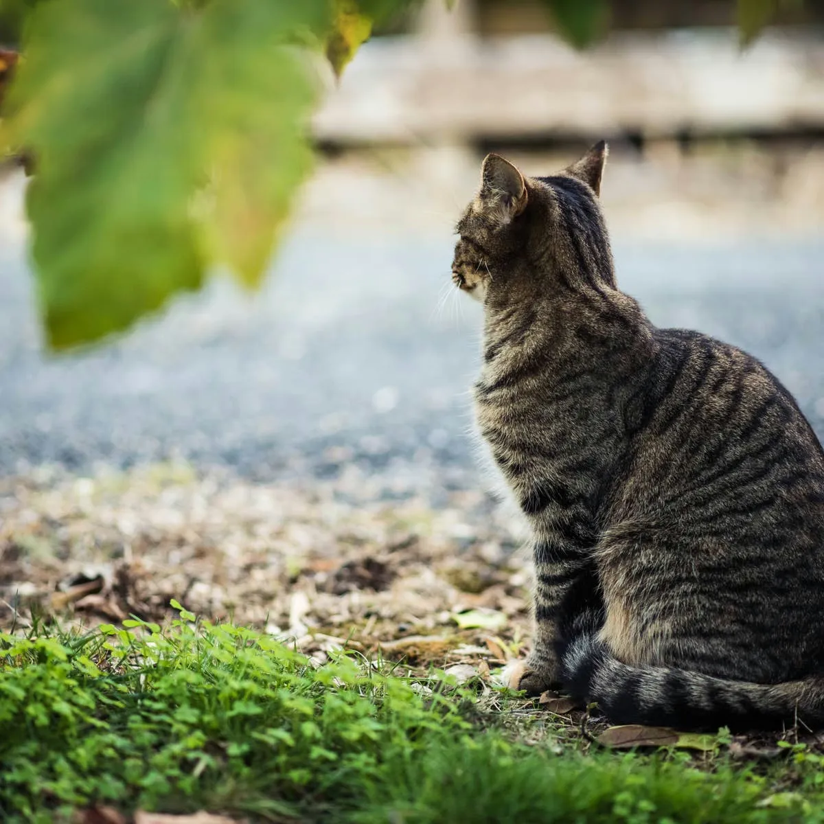 Understanding the Euthanasia Process: Did My Cat Experience Pain?