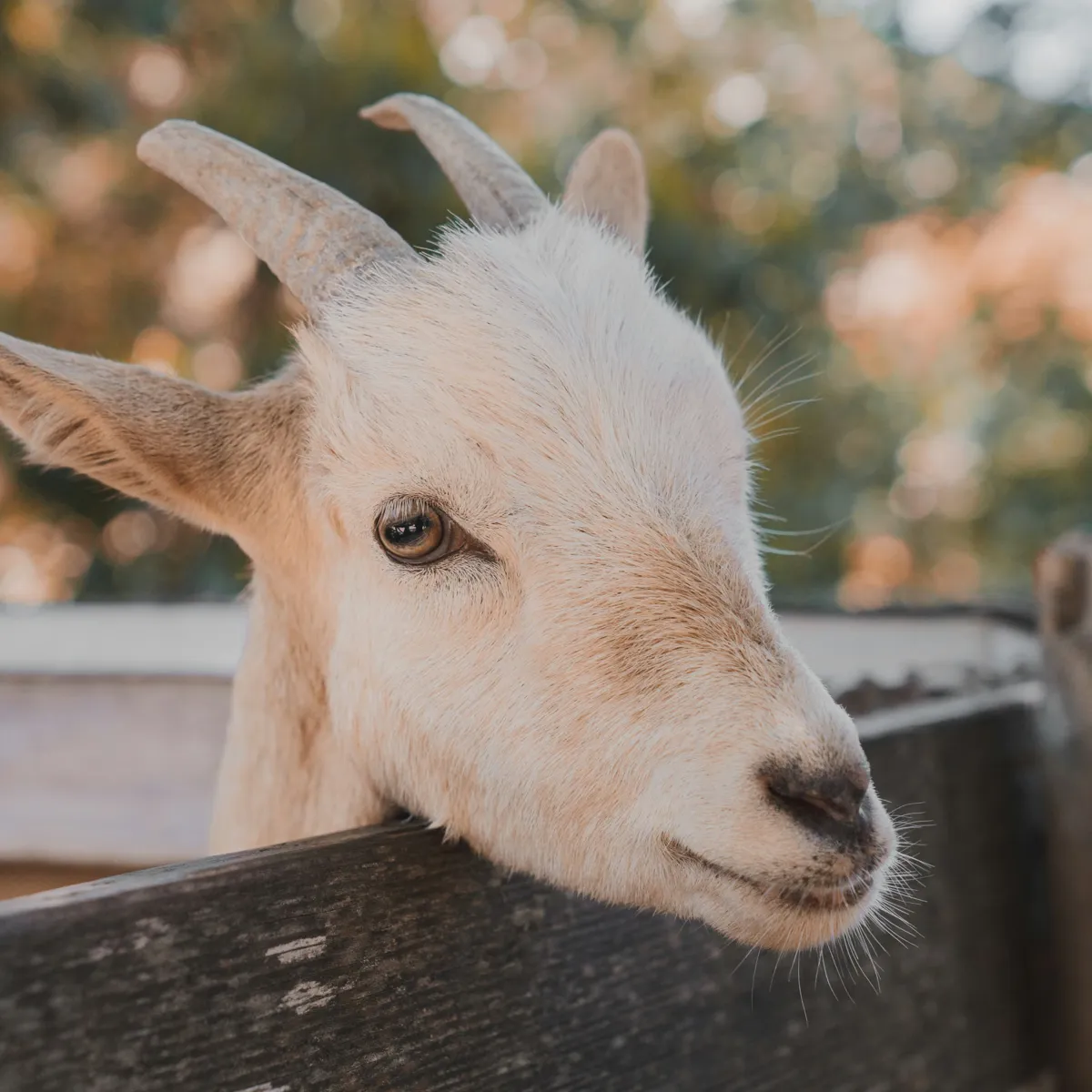 What Should You Call Your Goat? Ideas and Inspiration
