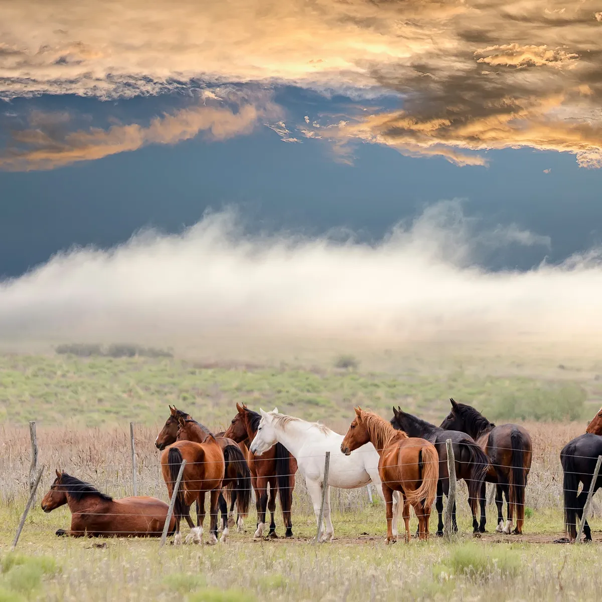 Stellar Monikers: 15 Celestial-Inspired Horse Names