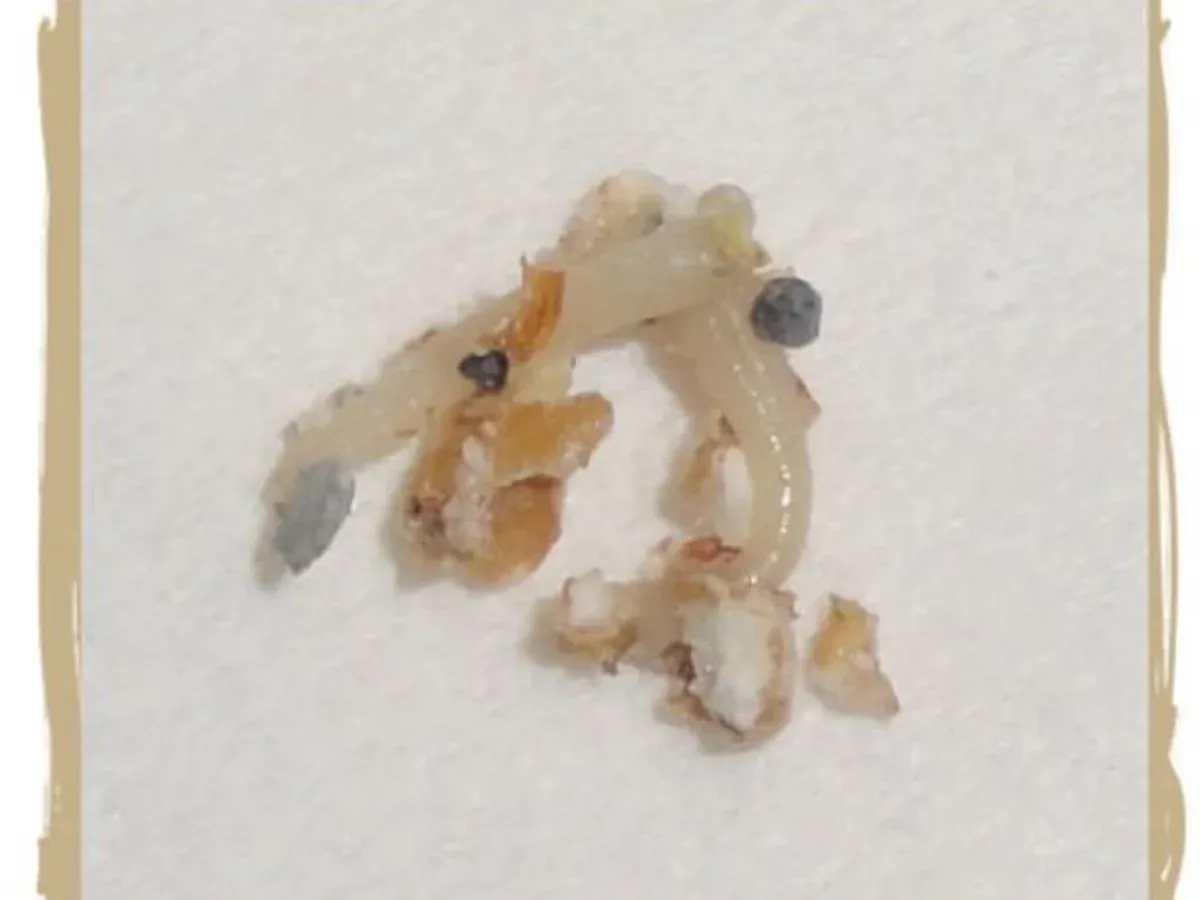 Two tapeworms amongst litter