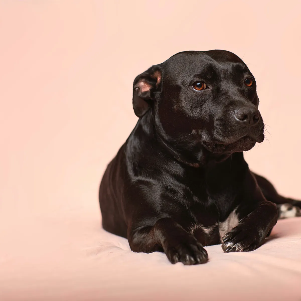 Postpartum Diarrhea in Dogs: What Owners Should Know