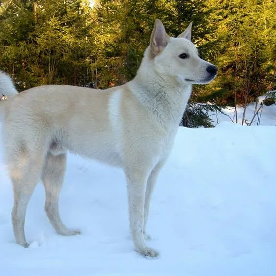 Canaan Dog: A Complete Profile of the Ancient Desert Breed