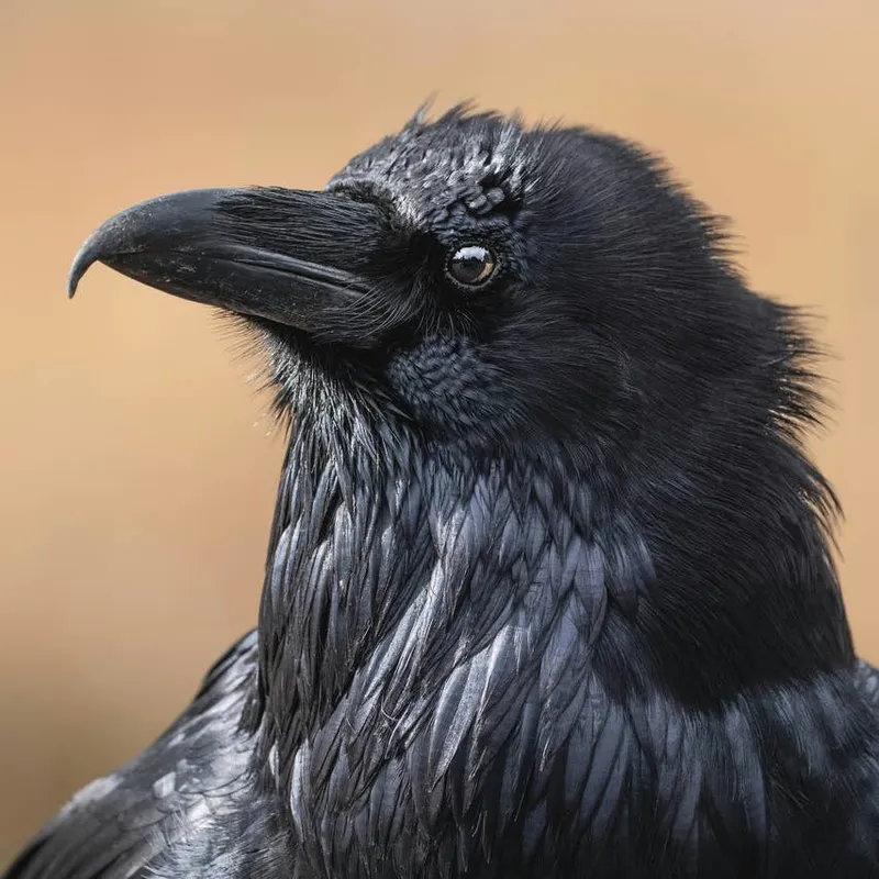 Building a Bond with Crows: A Practical Guide to Earning Their Trust