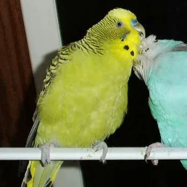 Thinking About Bringing Home a Budgie? Consider These Points First