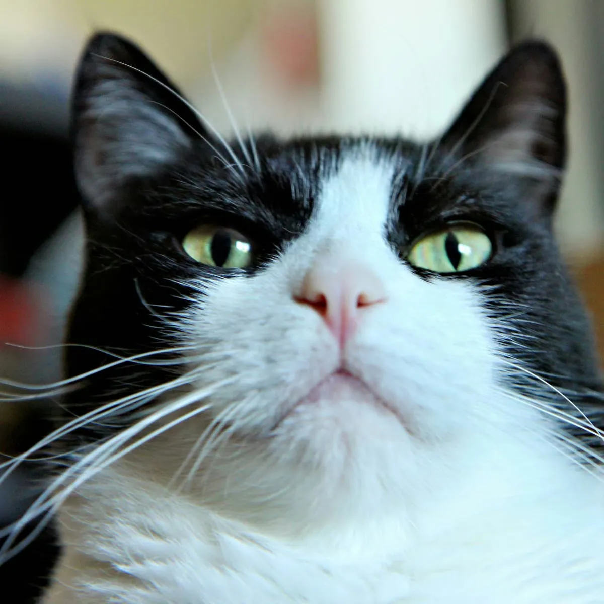 Megatron the Cat Melts Into Morning Scratch Sessions