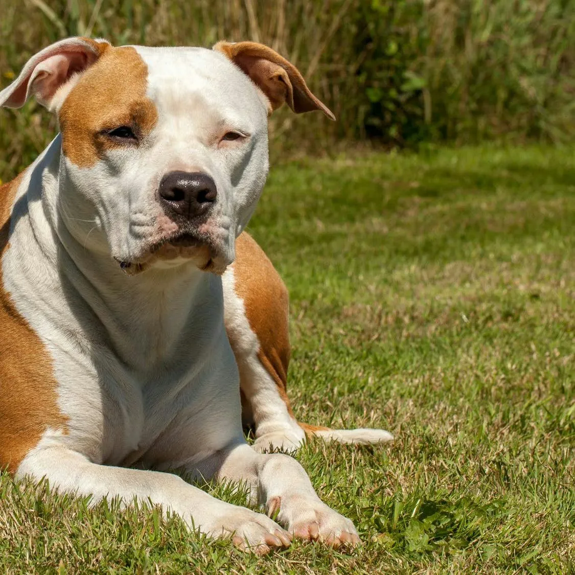 American Staffordshire Terrier: A Comprehensive Look at the Breed's Background, Traits, and Care