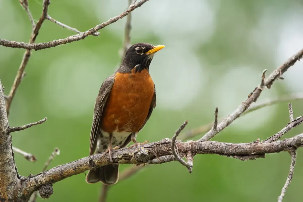 The spiritual meaning of seeing a robin is deeply personal.