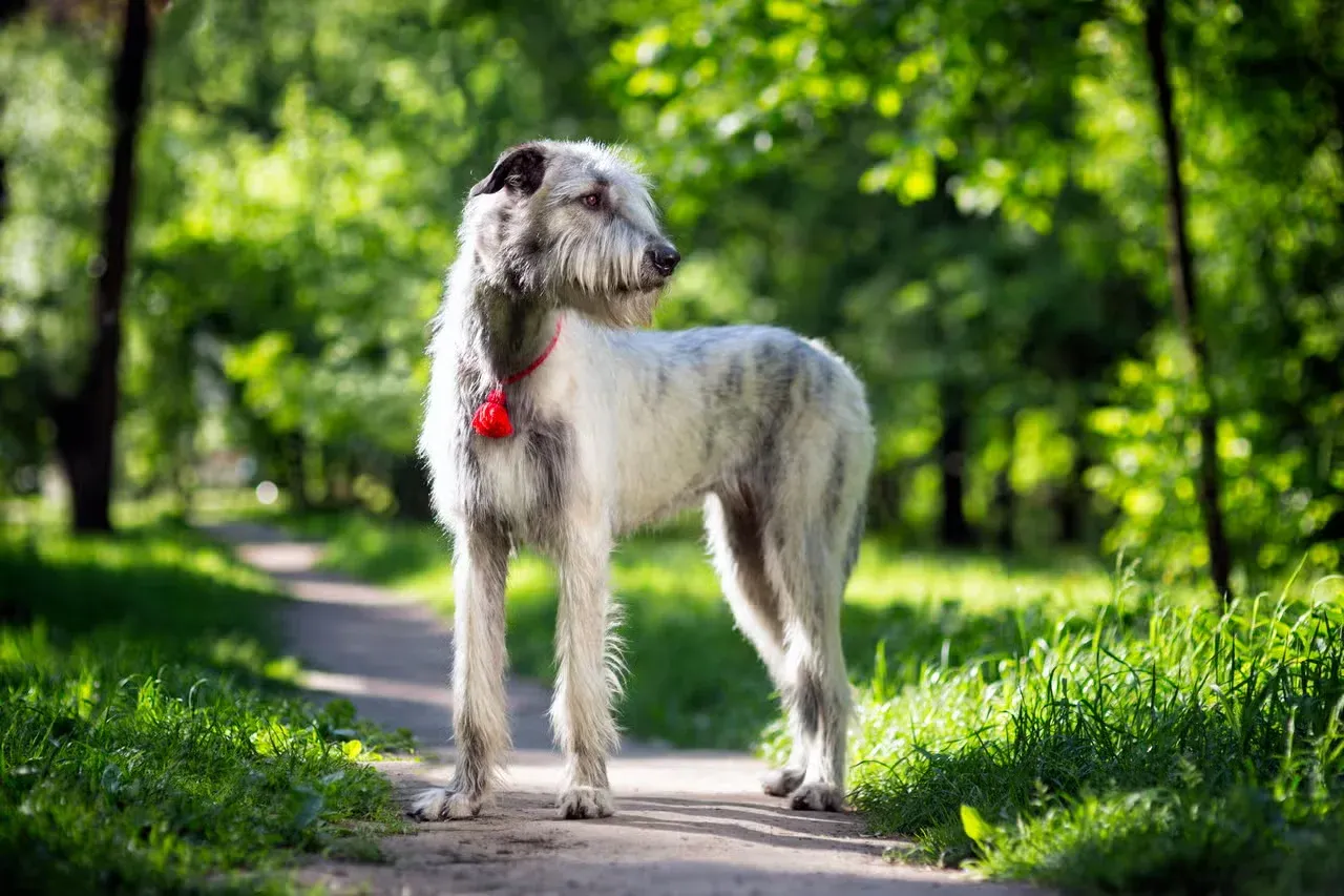 An Irish Wolfhound on a forest path.