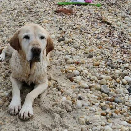 How My Labrador Overcame Laryngeal Paralysis: A Personal Journey