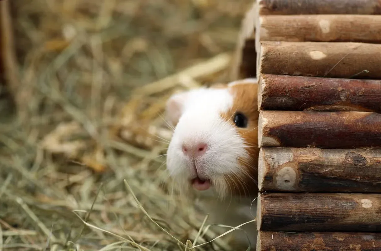 Curious guinea pig with a cute name looking around the corner carefully.