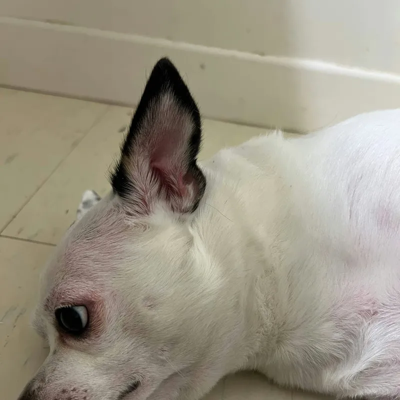 What Causes Generalized Redness on a Dog's Skin?