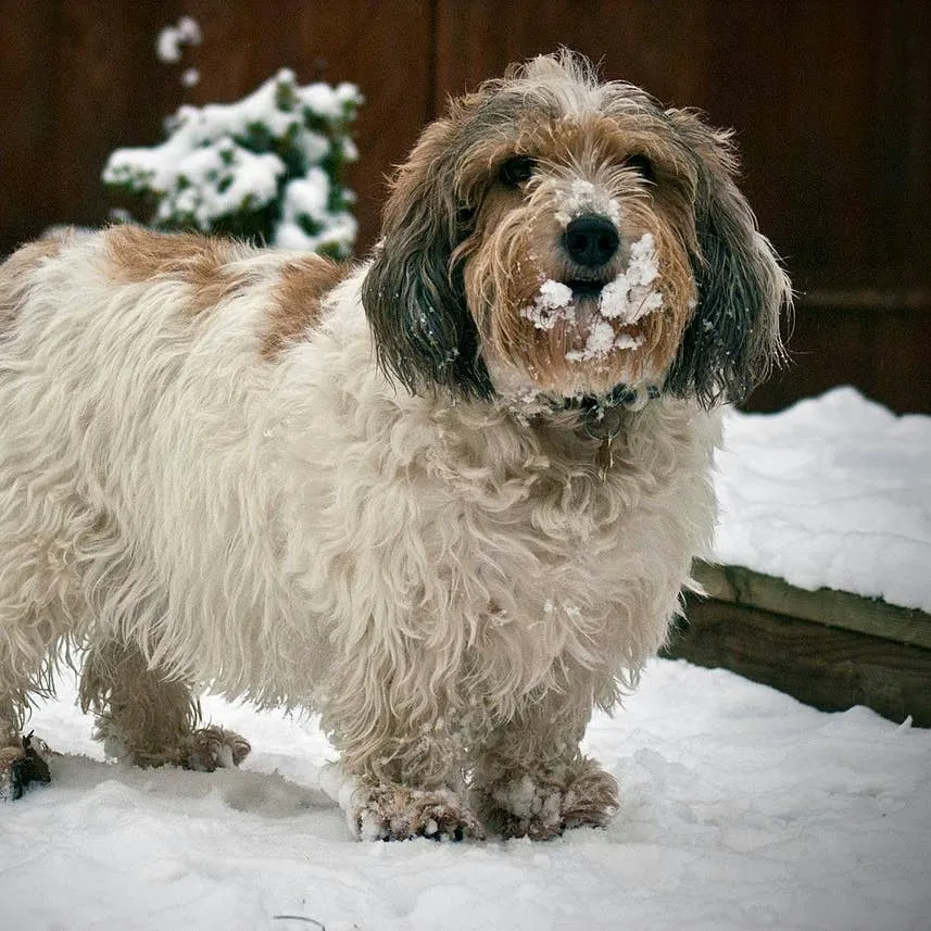 In-Depth Look at the Petit Basset Griffon Vendéen: A Cheerful and Endearing French Hound