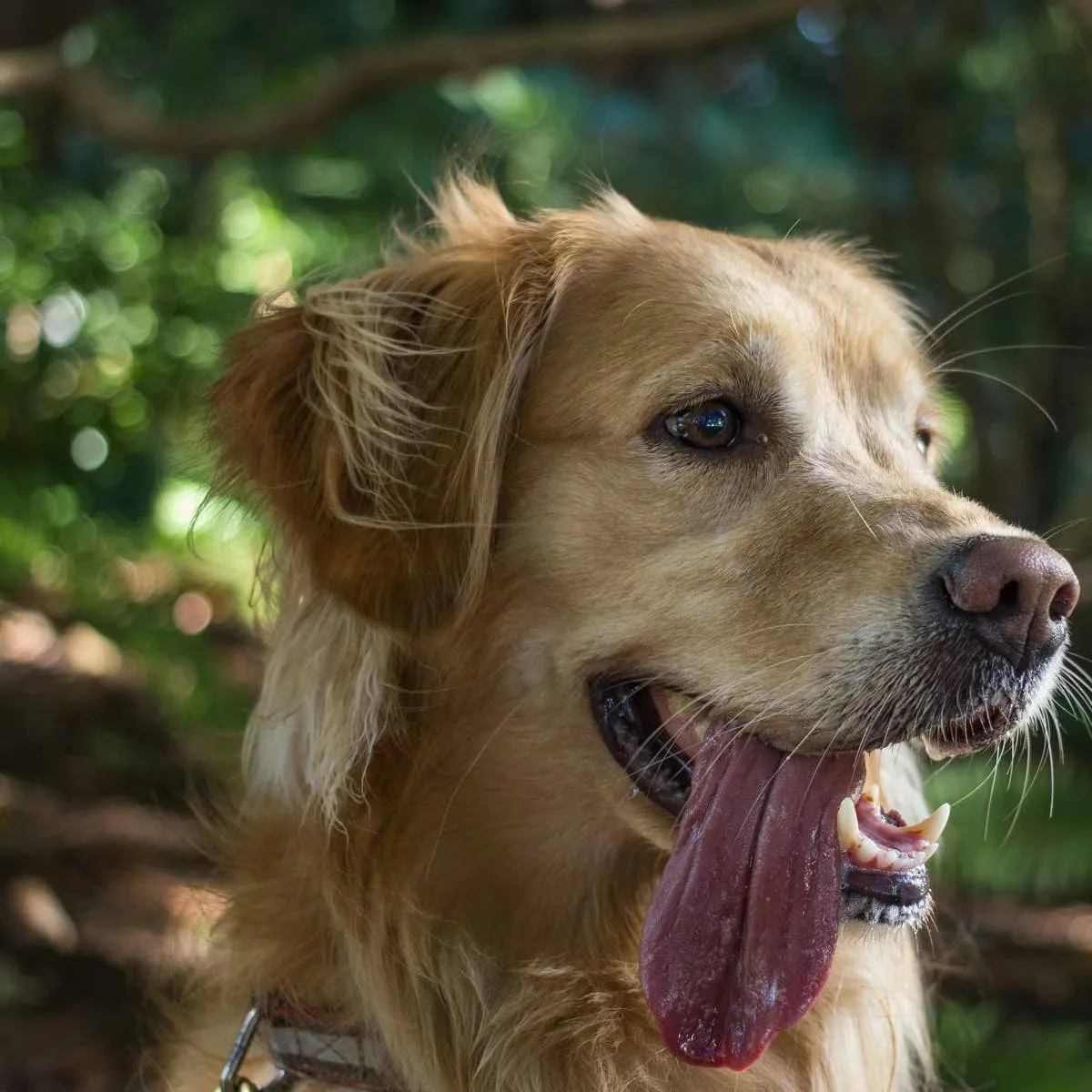 What Does Blood in a Dog's Urine Mean?