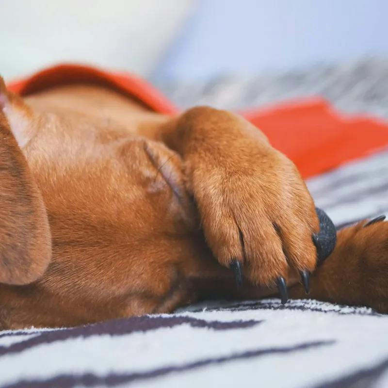 Woman's Plan to Get Fit with a Dachshund Takes a Hilarious Turn