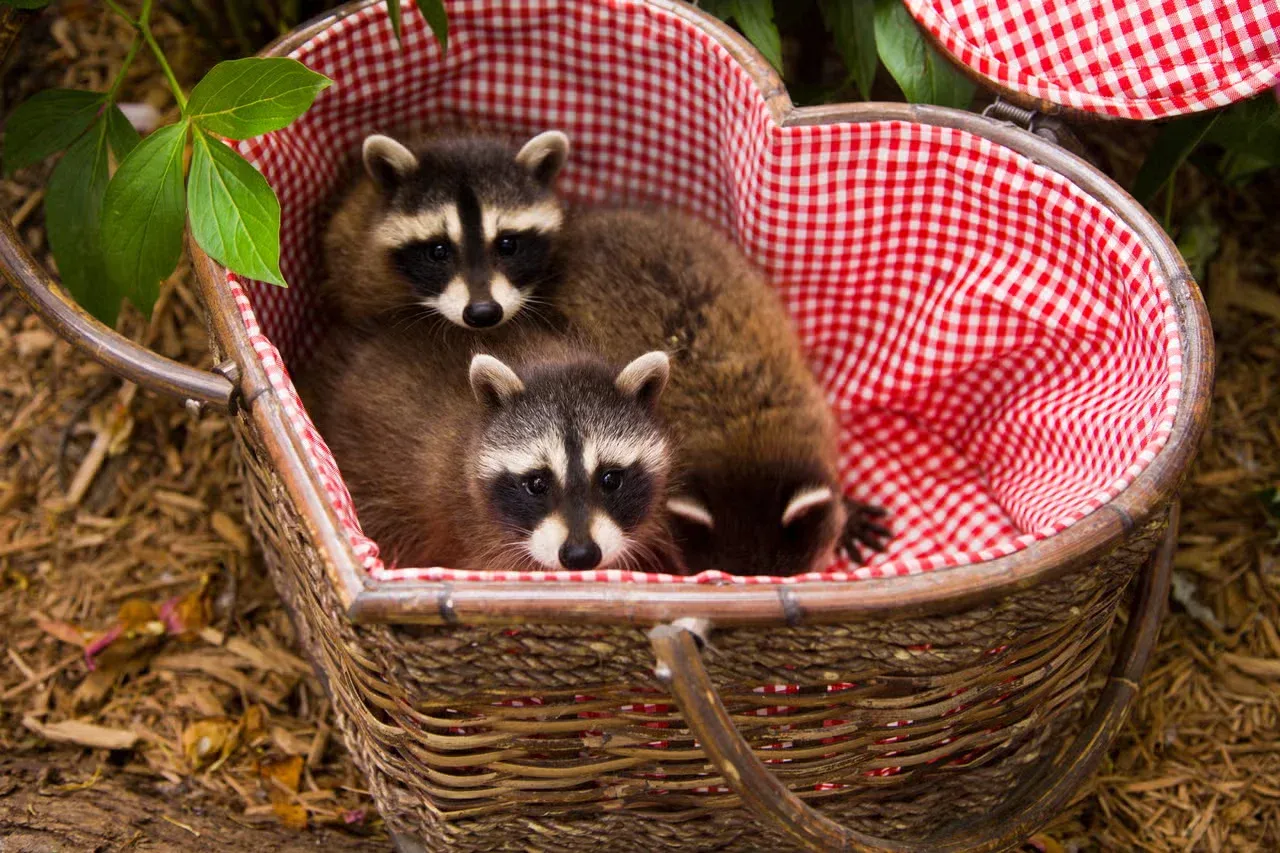 Two cute raccoons in a picnic basket.