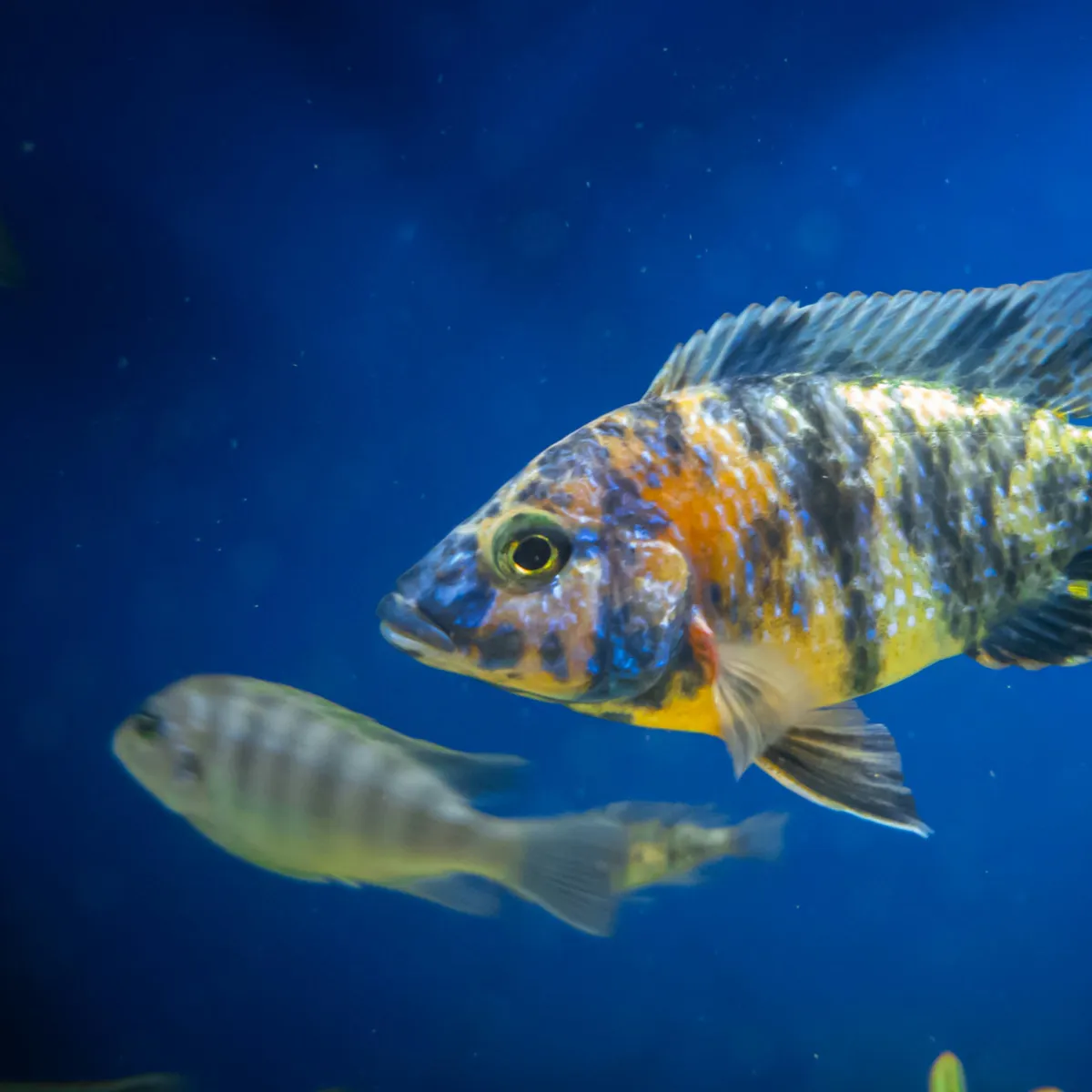 DIY Cichlid Cuisine: Why Making Your Own Fish Food Beats Store-Bought