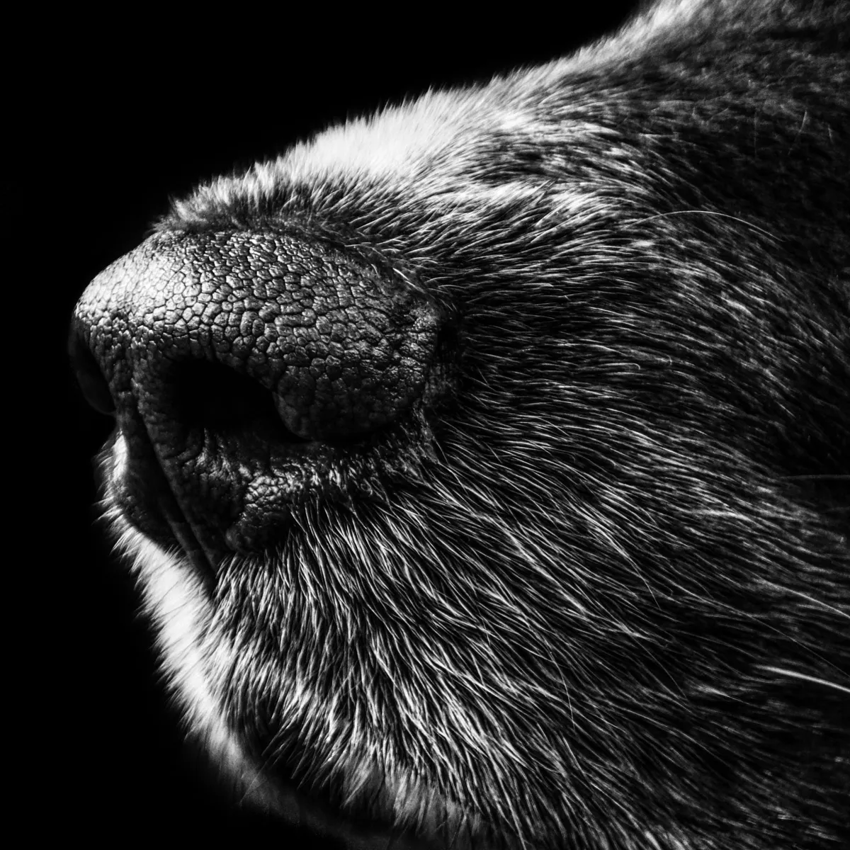 Nasal Discharge in Dogs: Causes, Concerns, and Care
