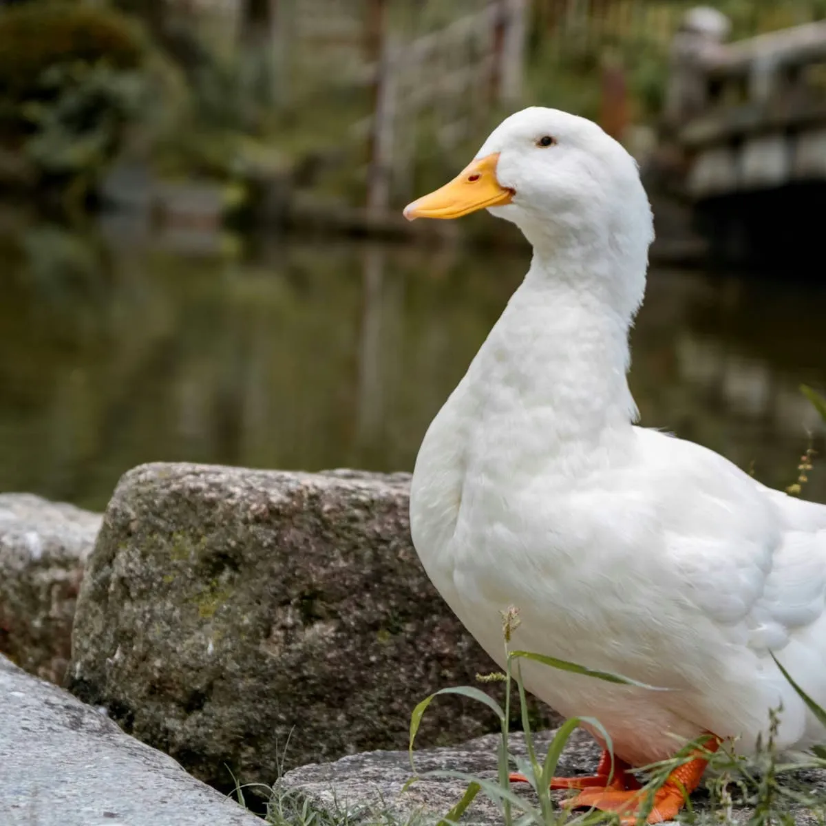Top 10 Healthy Snacks You Can Offer Your Ducks