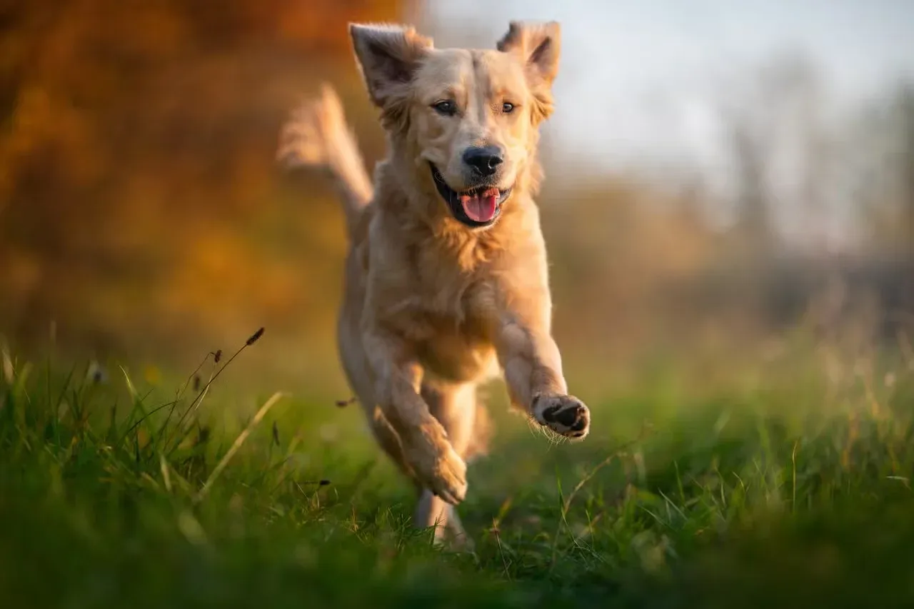 A running Golden Retriever mid-jump.
