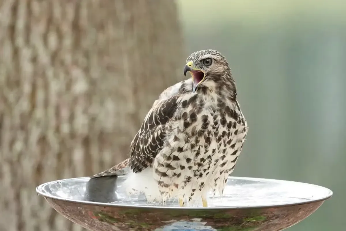 Suburban environments can offer hawks many of the resources they need.