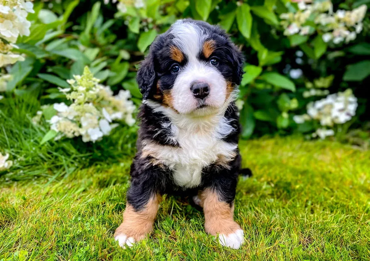 A Bernese Mountain Dog puppy near from flowers.