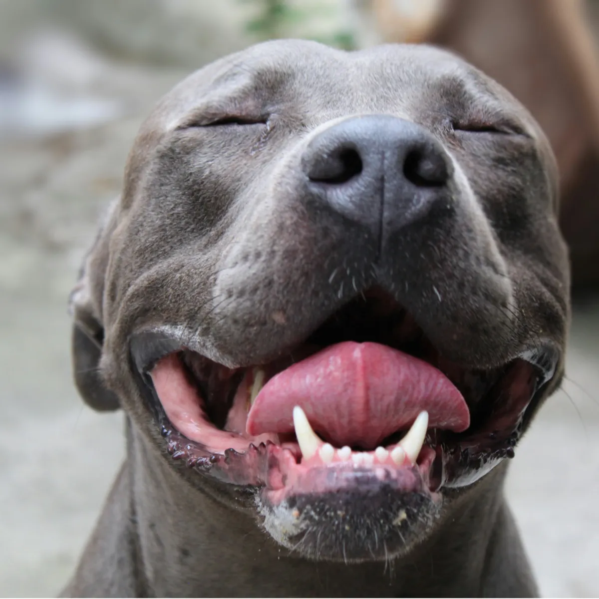 Raising a Pit Bull: Five Training Essentials and Common Misconceptions