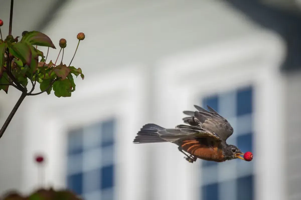 Many people look for meaning when a bird appears.