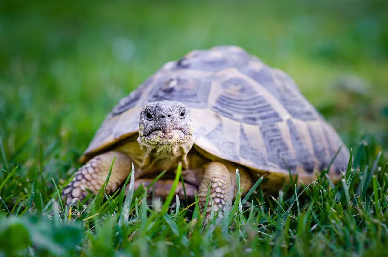 A mellow tortoise standing in the grass.