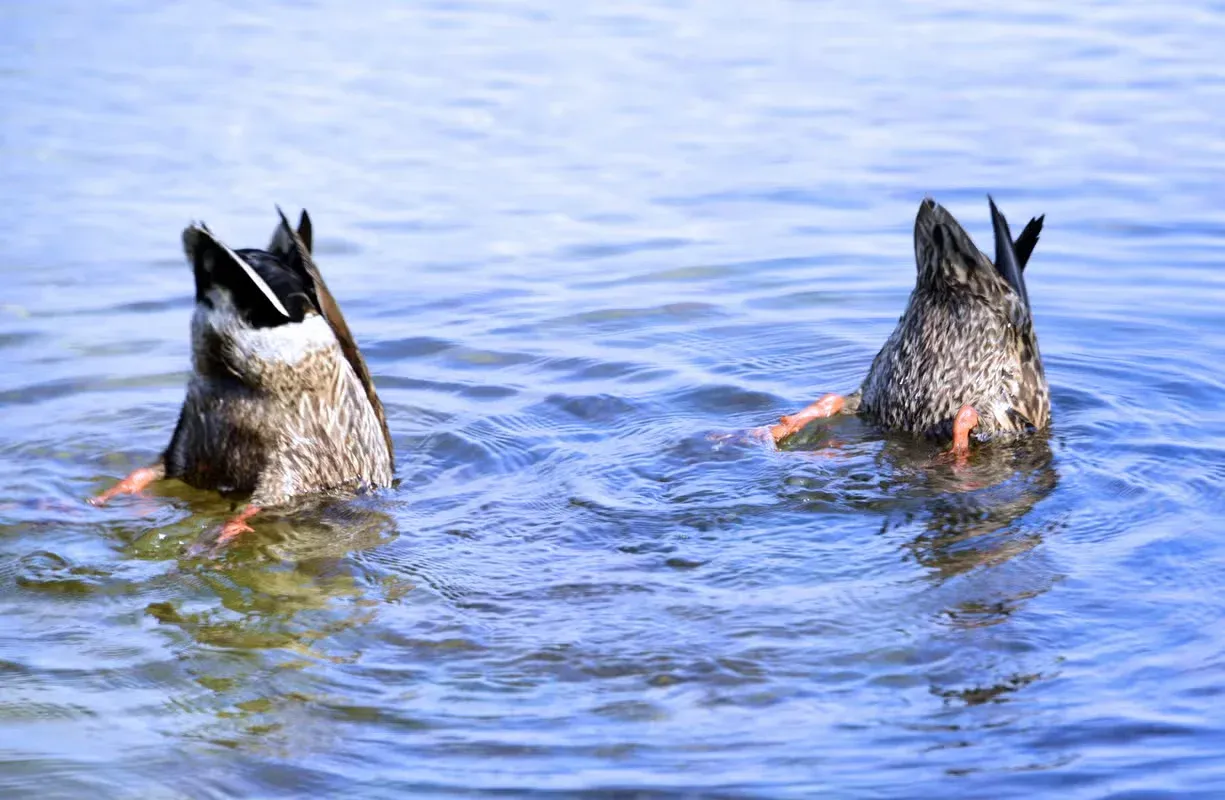 Two ducks diving upside-down for food.