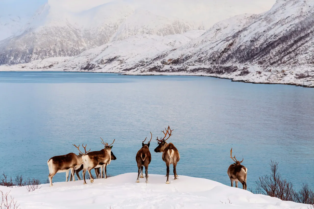 A group of reindeer with snow-inspired names.