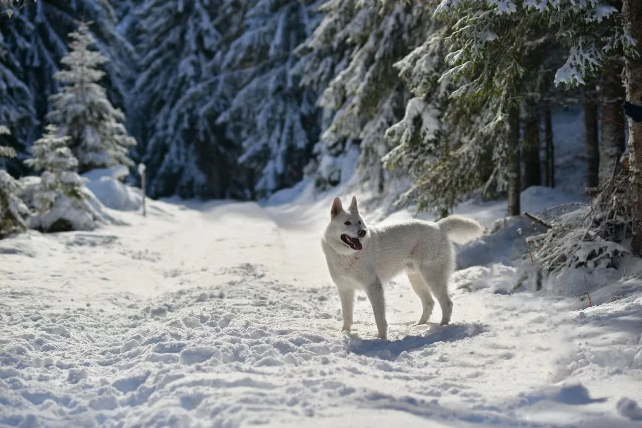 A white Laika dog out in the snow.