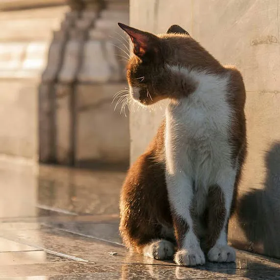 Sterilization as a Lifesaving Measure for Companion Animals